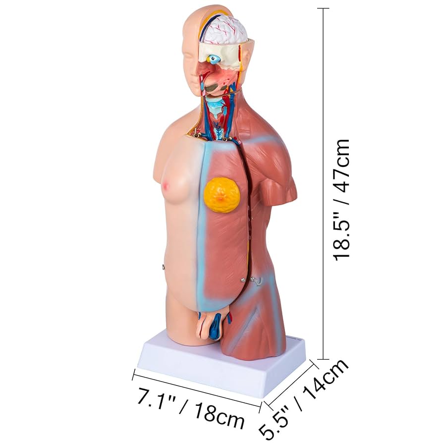 人体模型　Human Torso Anatomically XINDAM Human Torso Model, Anatomically Accurate Body Model
